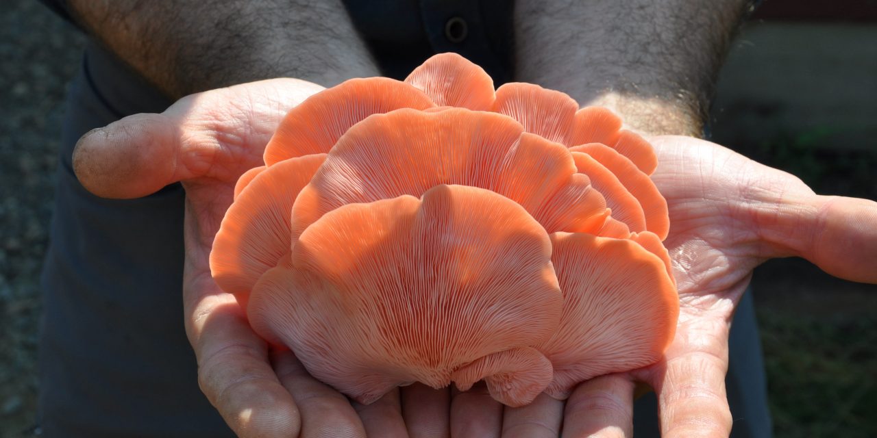 Kam River Mushroom Farm