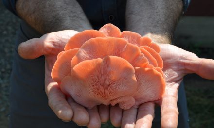 Kam River Mushroom Farm